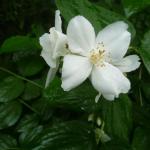 pustoryl věncový - Philadelphus coronarius