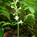 Vemeník dvoulistý - Platanthera bifolia