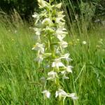 vemeník zelenavý - platanthera chlorantha