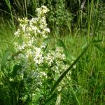 svízel severní - galium boreale