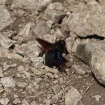 včela drvodělka fialová  Xylocopa violacea