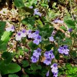 popenec obecný - Glechoma hederacea