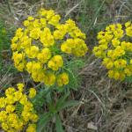 Pryšec chvojka  Euphorbia cyparissias