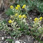 tařinka horská - Alyssum montanum