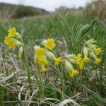 prvosenka jarní Primula veris