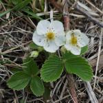 jahodník trávnice - Fragaria viridis