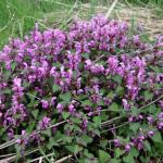 hluchavka nachová - Lamium purpureum