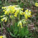 prvosenka jarní - Primula veris