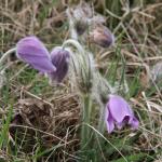 dokvétající koniklec velkokvětý - Pulsatilla grandis