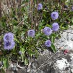 koulenka prodloužená Globularia bisnagarica