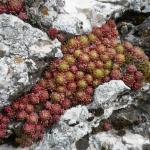 netřeskovec výběžkatý  Jovibarba globifera (L.) (netřeskskalní)