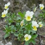 violkatrojbarevná skalní Viola tricolor subsp. saxatilis