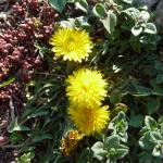 pampeliška červenoplodá Taraxacum erythrosperma