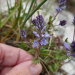 rozrazil rozprostřený - Veronica prostrata