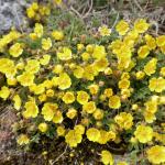 Mochna písečná (Potentilla arenaria)