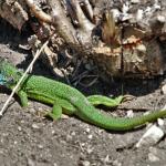 ještěrka zelená  Lacerta viridis