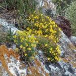 tařinka horská Alyssum montanum (přední trs), za ní mochna písečná Potentilla incana 