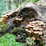 třepenitka svazčitá - Hypholoma fasciculare