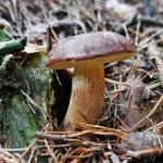 hříbky zde rostou  (hřib hnědý - Boletus badius) 