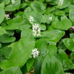 Pstroček dvoulistý - Maianthemum bifolium