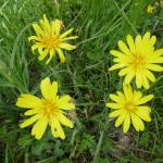 Kozí brada luční - Tragopogon pratensis