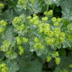 Kontryhel obecný - Alchemilla vulgaris