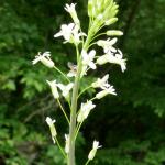 Huseník lysý - Arabis glabra