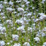 Pomněnka lesní - Myosotis sylvatica