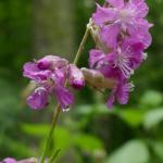 Smolnička obecná - Lychnis viscaria