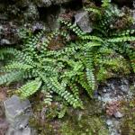 Sleziník červený - Asplenium trichomanes