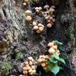 Hypholoma fasciculare var. subviride - třepenitka svazčitá (pěkná, hořká, jedovatá)