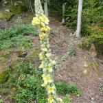 Divizna velkokvětá - Verbascum densiflorum