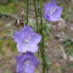 Zvonek broskvolistý - Campanula persicifolia