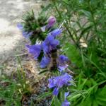 tak ještě kytičku s včeličkou závěrem (Hadinec obecný - Echium vulgare)