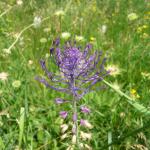 Modřenec tenkokvětý-  Muscari tenuiflorum