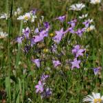 Zvonek rozkladitý Campanula patula