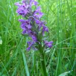 Dactylorhiza fuchsii