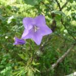 Zvonek broskvolistý - Campanula persicifolia