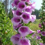 Náprstník červený - Digitalis purpurea