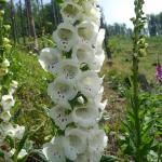 Náprstník červený - Digitalis purpurea, var. alba