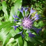 Chrpa horská - Centaurea montana 