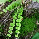 Vrbina penízková - Lysimachia nummularia