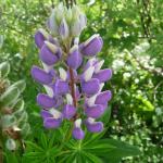 Vlčí bob mnoholistý - Lupinus polyphylus