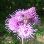 Pcháč potoční - Cirsium rivulare