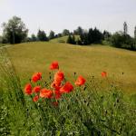 Vlčí mák - Papaver rhoeas