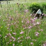 Kohoutek luční (Lychnis flos-cuculi) v mokřadu u studánky