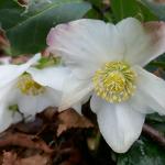 kvetoucí čemeřice černá - Helleborus niger