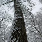 Přes  Novou Dědinu na Žlutavu – neděle 21.1.2023