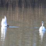 labuť velká (Cygnus olor)