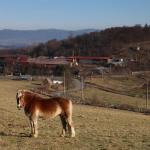 za koníkem farma s Chrochro-barem a Soudná